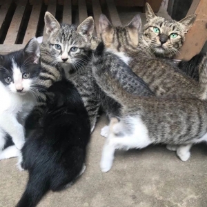 ꖾW(wng)I(lng)B(yng)20ֻȌ